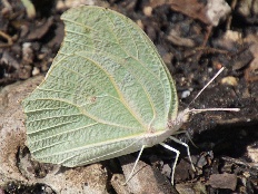 Liphyra extensa - Abgewinkelter Schwefelfalter